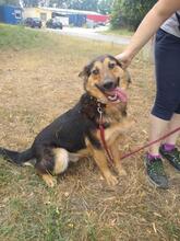PRESLY, Hund, Mischlingshund in Slowakische Republik - Bild 10