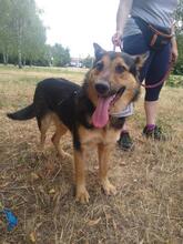 PRESLY, Hund, Mischlingshund in Slowakische Republik - Bild 13