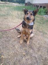 PRESLY, Hund, Mischlingshund in Slowakische Republik - Bild 2