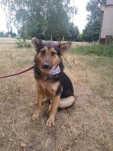 PRESLY, Hund, Mischlingshund in Slowakische Republik - Bild 3