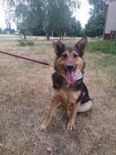 PRESLY, Hund, Mischlingshund in Slowakische Republik - Bild 4