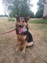 PRESLY, Hund, Mischlingshund in Slowakische Republik - Bild 5