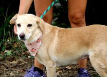 STRELKA, Hund, Mischlingshund in Slowakische Republik - Bild 2