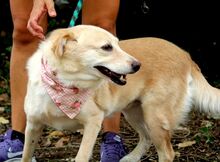 STRELKA, Hund, Mischlingshund in Slowakische Republik - Bild 4