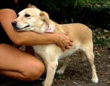 STRELKA, Hund, Mischlingshund in Slowakische Republik - Bild 5