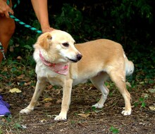 STRELKA, Hund, Mischlingshund in Slowakische Republik - Bild 6