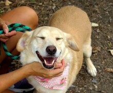 STRELKA, Hund, Mischlingshund in Slowakische Republik - Bild 7