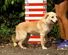 STRELKA, Hund, Mischlingshund in Slowakische Republik - Bild 8