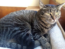 CANDY, Katze, Hauskatze in Bulgarien - Bild 2