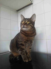 ALICE, Katze, Hauskatze in Bulgarien - Bild 12