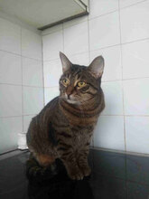 ALICE, Katze, Hauskatze in Bulgarien - Bild 13