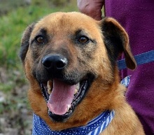 LUXOR, Hund, Mischlingshund in Slowakische Republik - Bild 1