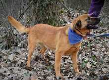 LUXOR, Hund, Mischlingshund in Slowakische Republik - Bild 13
