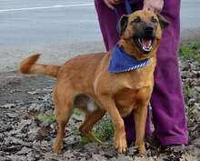 LUXOR, Hund, Mischlingshund in Slowakische Republik - Bild 5