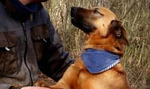 LUXOR, Hund, Mischlingshund in Slowakische Republik - Bild 6