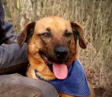 LUXOR, Hund, Mischlingshund in Slowakische Republik - Bild 9