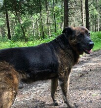 BRADLY, Hund, Mischlingshund in Viöl - Bild 13