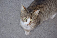 MOLLY, Katze, Hauskatze in Bulgarien - Bild 1