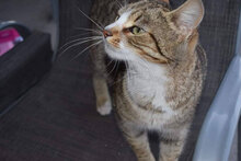 MOLLY, Katze, Hauskatze in Bulgarien - Bild 3