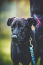 GULO, Hund, Mischlingshund in Slowakische Republik - Bild 14