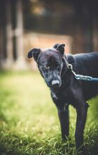 GULO, Hund, Mischlingshund in Slowakische Republik - Bild 15
