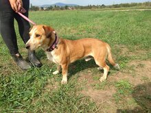 OTTO, Hund, Mischlingshund in Ungarn - Bild 5