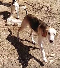 ONASSIS, Hund, Mischlingshund in Griechenland - Bild 10