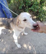 ONASSIS, Hund, Mischlingshund in Griechenland - Bild 11