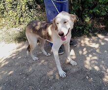 ONASSIS, Hund, Mischlingshund in Griechenland - Bild 12