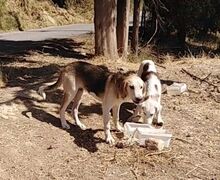 ONASSIS, Hund, Mischlingshund in Griechenland - Bild 13