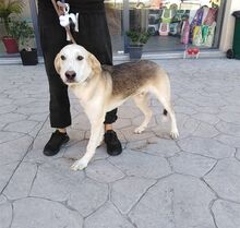 ONASSIS, Hund, Mischlingshund in Griechenland - Bild 15