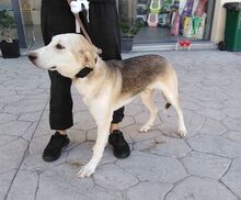 ONASSIS, Hund, Mischlingshund in Griechenland - Bild 16
