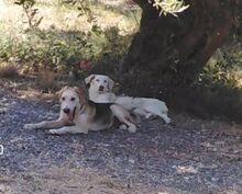 ONASSIS, Hund, Mischlingshund in Griechenland - Bild 17