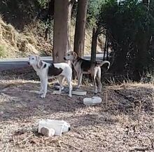 ONASSIS, Hund, Mischlingshund in Griechenland - Bild 18