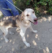 ONASSIS, Hund, Mischlingshund in Griechenland - Bild 3