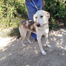 ONASSIS, Hund, Mischlingshund in Griechenland - Bild 6