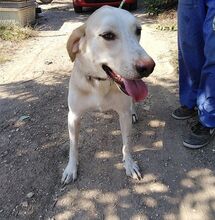 ONASSIS, Hund, Mischlingshund in Griechenland - Bild 7