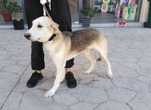 ONASSIS, Hund, Mischlingshund in Griechenland - Bild 8