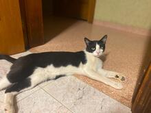 JOSELUIS, Katze, Hauskatze in Spanien - Bild 4