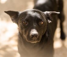 LUCKY, Hund, Mischlingshund in Kroatien - Bild 1