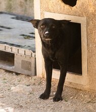 LUCKY, Hund, Mischlingshund in Kroatien - Bild 10