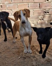 LUCKY, Hund, Mischlingshund in Kroatien - Bild 11