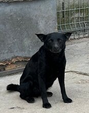 LUCKY, Hund, Mischlingshund in Kroatien - Bild 16