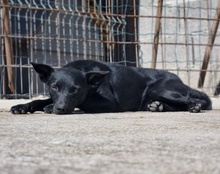 LUCKY, Hund, Mischlingshund in Kroatien - Bild 17