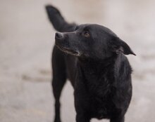 LUCKY, Hund, Mischlingshund in Kroatien - Bild 2