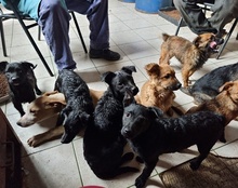 LUCKY, Hund, Mischlingshund in Kroatien - Bild 20