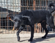 LUCKY, Hund, Mischlingshund in Kroatien - Bild 9