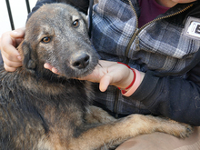 KARLO, Hund, Mischlingshund in Rumänien - Bild 1