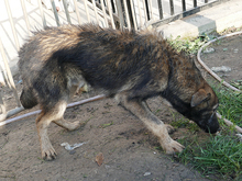 KARLO, Hund, Mischlingshund in Rumänien - Bild 2