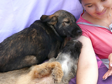 KARLO, Hund, Mischlingshund in Rumänien - Bild 4